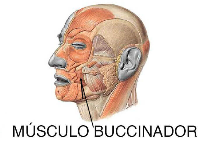 Extracción bolas de bichat